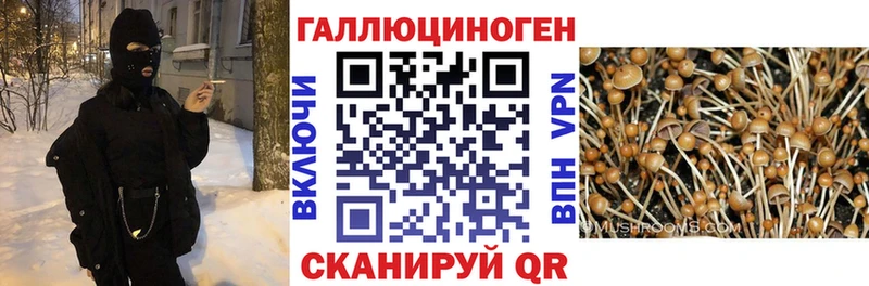 Псилоцибиновые грибы мицелий  наркотики  kraken маркетплейс  Туапсе 